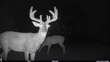 Timberland Property for sale in Coleman County, Texas