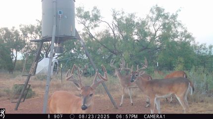 Land for sale in Coleman County, Texas