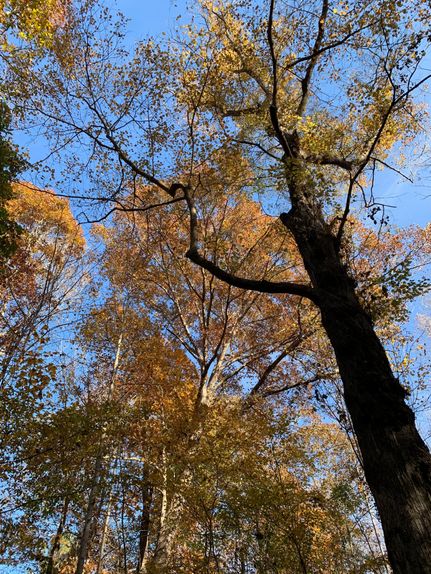 Farm and Ranch for sale in Chatham County, North Carolina