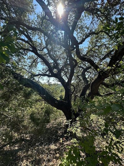 Undeveloped Land for sale in Travis County, Texas