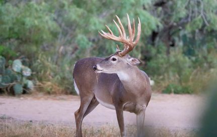 Farm and Ranch for sale in La Salle County, Texas
