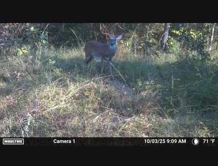 Timberland Property for sale in Pushmataha County, Oklahoma