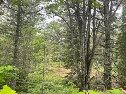 Undeveloped Land for sale in Chippewa County, Michigan