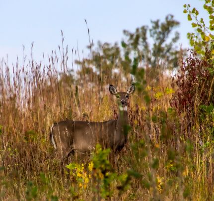 Farm and Ranch for sale in Saunders County, Nebraska