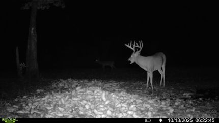 Land for sale in Pender County, North Carolina