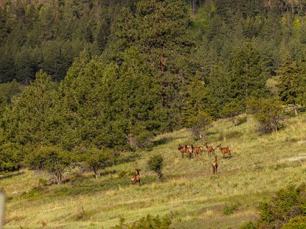 Farm and Ranch for sale in Ravalli County, Montana