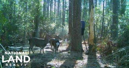 Land in Dorchester County, Maryland