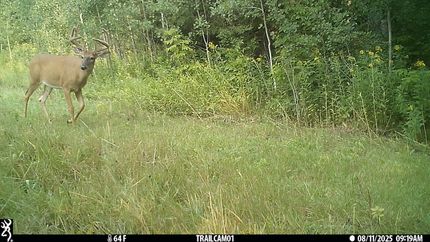Timberland Property in Clearwater County, Minnesota