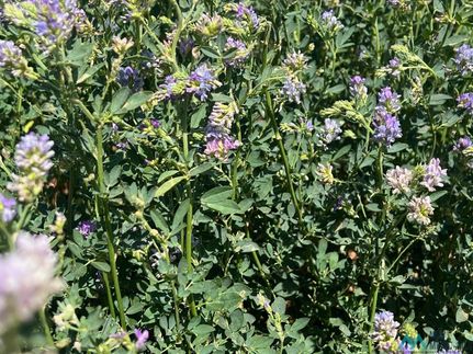 Farm and Ranch for sale in Roosevelt County, New Mexico