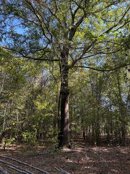 Farm and Ranch for sale in Butler County, Alabama