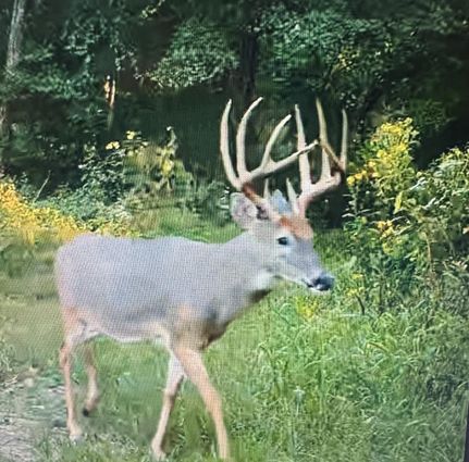 Land for sale in Davis County, Iowa