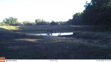 Undeveloped Land for sale in Pecos County, Texas