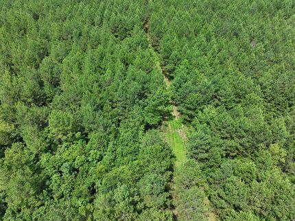 Timberland Property in Webster County, Mississippi