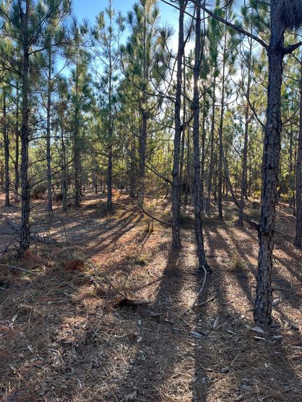 Land for sale in Kershaw County, South Carolina