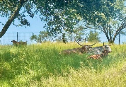 Undeveloped Land for sale in Kerr County, Texas