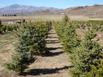 Land for sale in Washoe County, Nevada