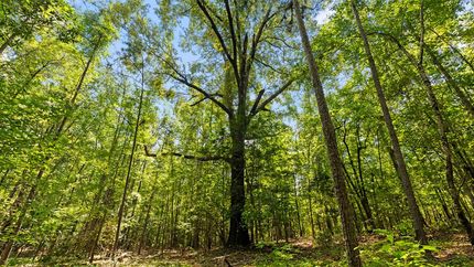 Recreational Property for sale in Marion County, Georgia