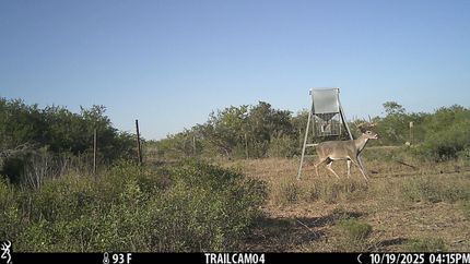 Farm and Ranch for sale in Jim Wells County, Texas