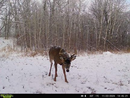 Undeveloped Land in Mahnomen County, Minnesota