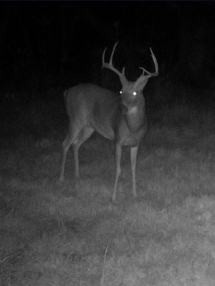 Land for sale in Hickman County, Kentucky