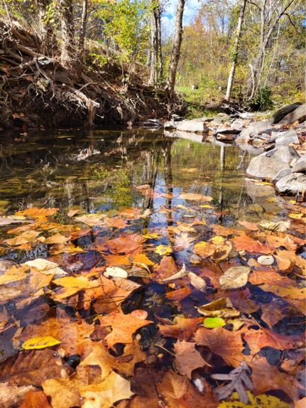 Timberland Property for sale in Hampshire County, West Virginia