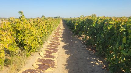 Farm and Ranch for sale in Fresno County, California