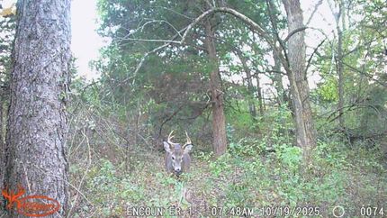 Timberland Property for sale in Taylor County, Iowa