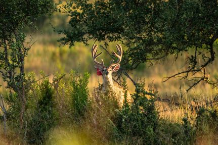 Farm and Ranch for sale in Kimble County, Texas