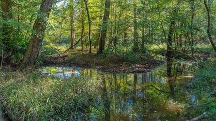 Timberland Property for sale in Webster County, Georgia
