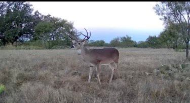 Timberland Property for sale in Mills County, Texas