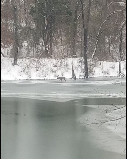 Waterfront Property for sale in Williamson County, Illinois