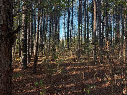 Undeveloped Land in Webster County, Mississippi