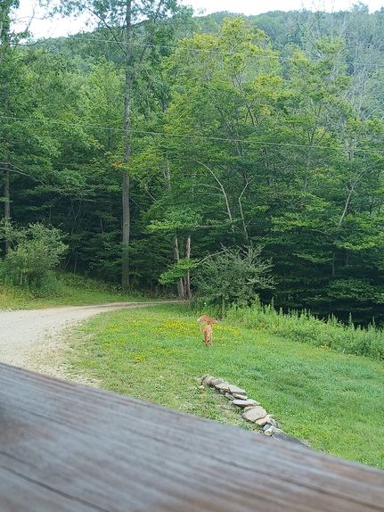 Hunting Property in Steuben County, New York