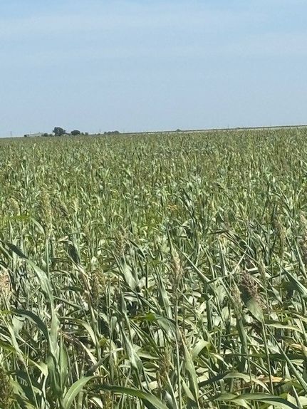 Land for sale in Floyd County, Texas