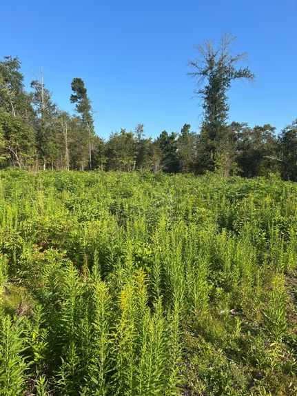 Land for sale in Upshur County, Texas