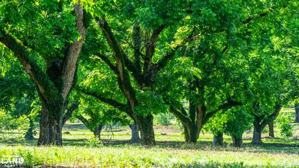 Timberland Property for sale in Hinds County, Mississippi