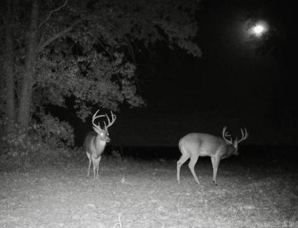 Land for sale in Greene County, Arkansas