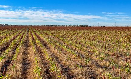 Undeveloped Land for sale in Hockley County, Texas