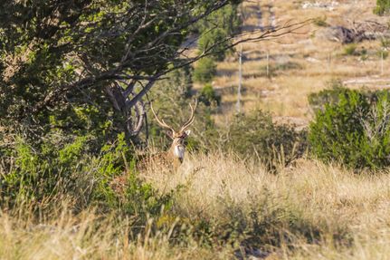 Timberland Property for sale in Real County, Texas