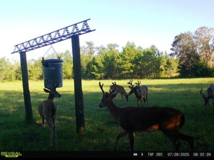 Farm and Ranch for sale in Madison County, Florida