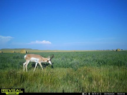 Land for sale in Butte County, South Dakota