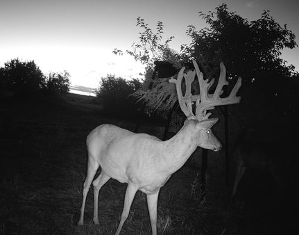 Timberland Property for sale in Bourbon County, Kansas