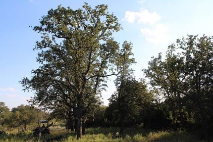 Land for sale in San Saba County, Texas