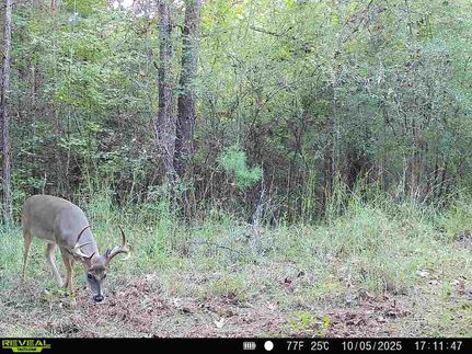 Recreational Property for sale in Amite County, Mississippi