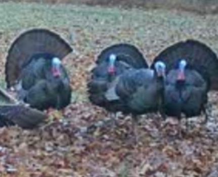 Land for sale in Ohio County, Kentucky