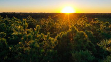 Land for sale in Morehouse Parish, Louisiana