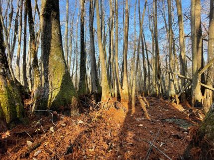 Farm and Ranch for sale in Holmes County, Mississippi