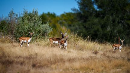 Recreational Property for sale in Kerr County, Texas