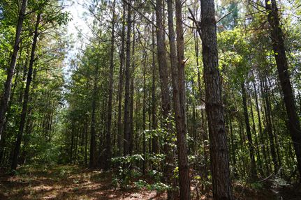 Land for sale in Monroe County, Alabama