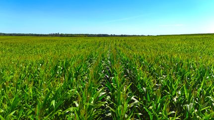 Undeveloped Land for sale in Bremer County, Iowa